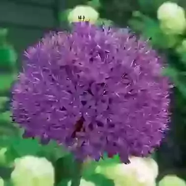 Purple Sensation